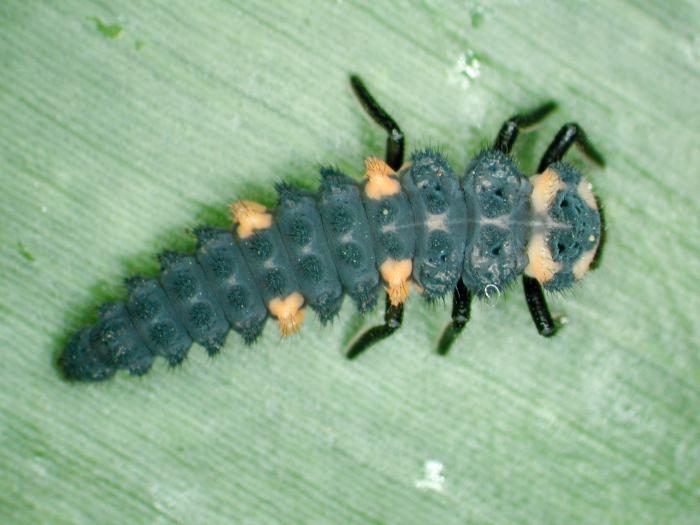 Coccinelle à sept points (Coccinella septempunctata)