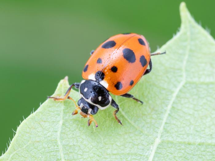 Coccinelle des friches (Hippodamia variegata)