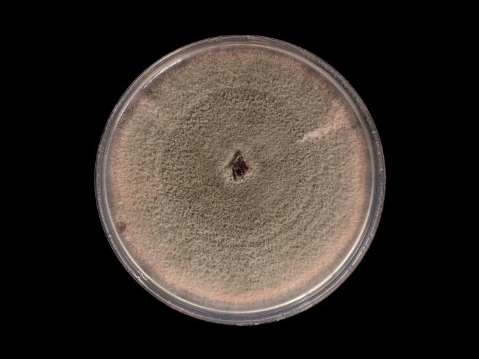 Colletotrichum_acutatum_8