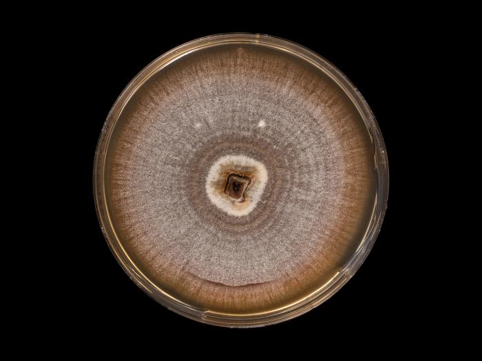 Dactylonectria_torresensis_8