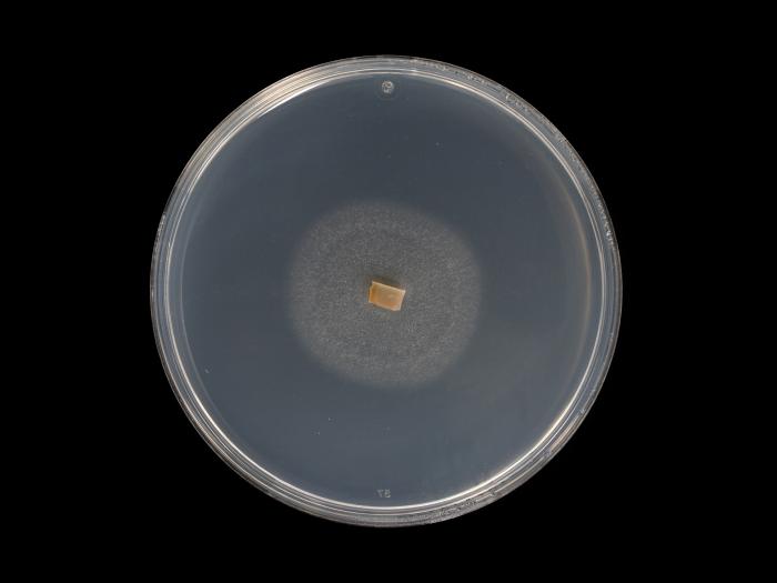 Dactylonectria_torresensis_9