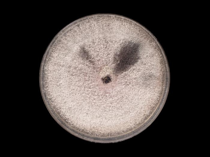 Fusarium_oxysporum_12