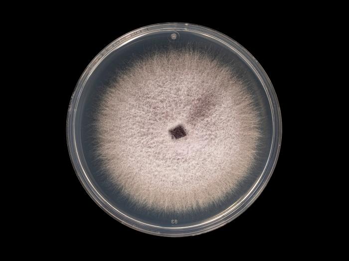 Fusarium_oxysporum_11