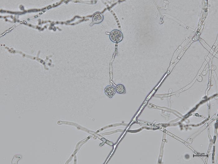 Phytophthora_cactorum_4