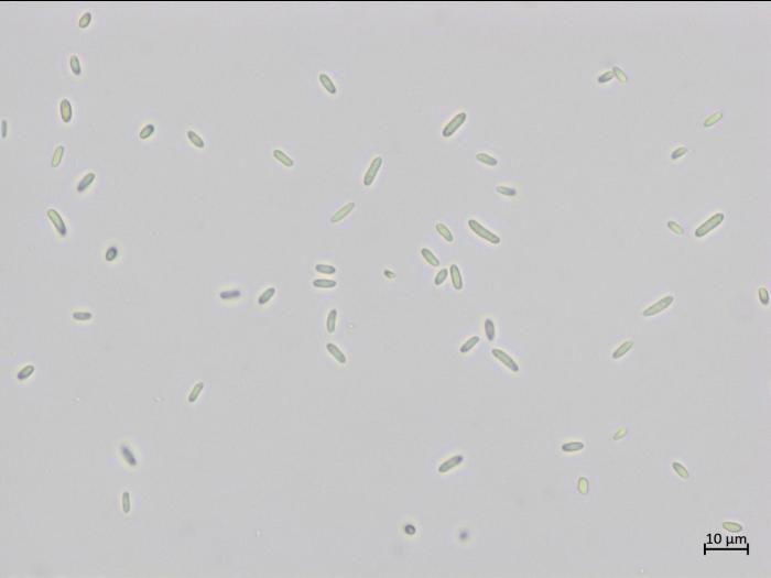 Sarocladium_strictum_3