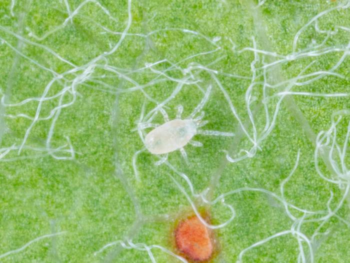 Amblyseius andersoni