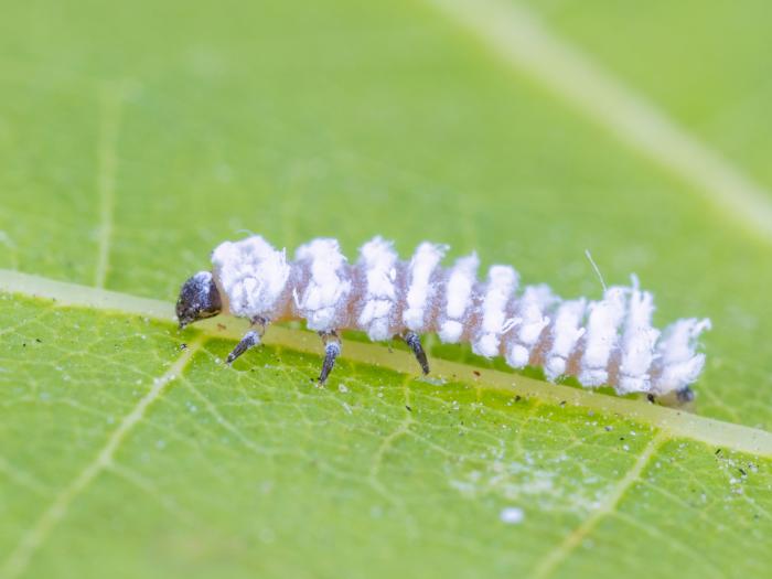 Cryptolaemus montrouzieri