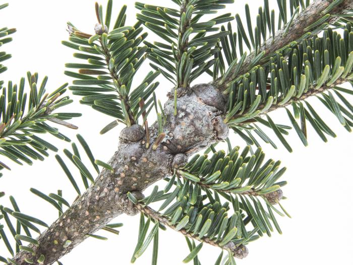 Puceron lanigère du sapin (Adelges piceae)