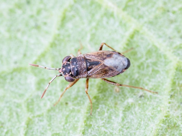 Géocorise commune (Geocoris bullatus)