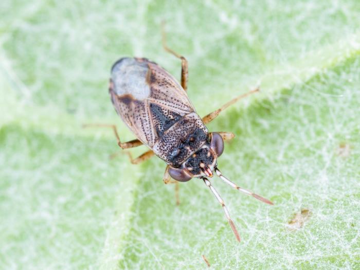 Géocorise commune (Geocoris bullatus)