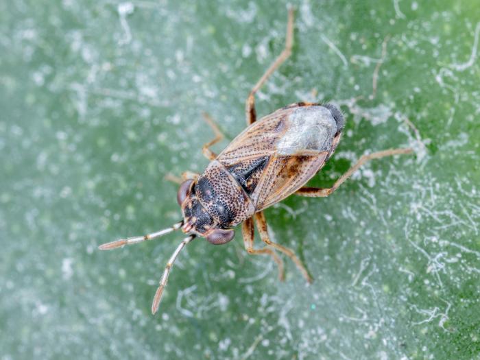 Géocorise commune (Geocoris bullatus)