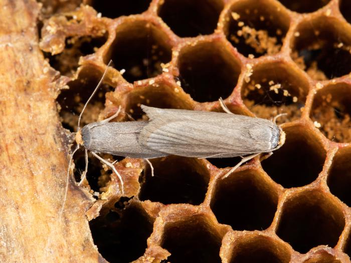 Petite fausse-teigne (Achroia grisella)