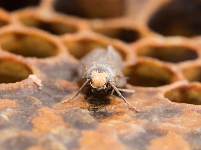 Petite fausse-teigne (Achroia grisella)