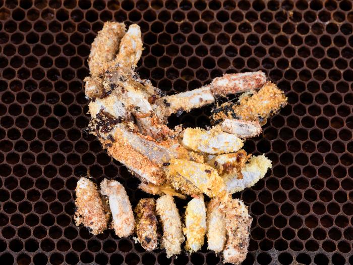 Fausse-teigne de la cire (Galleria mellonella)