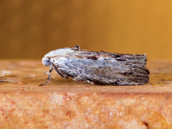 Fausse-teigne de la cire (Galleria mellonella)