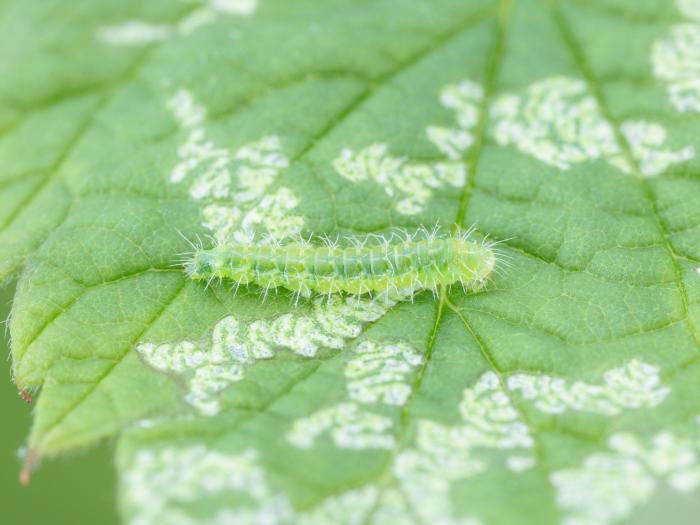 Schreckensteinia festaliella