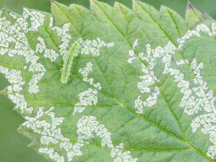 Schreckensteinia festaliella