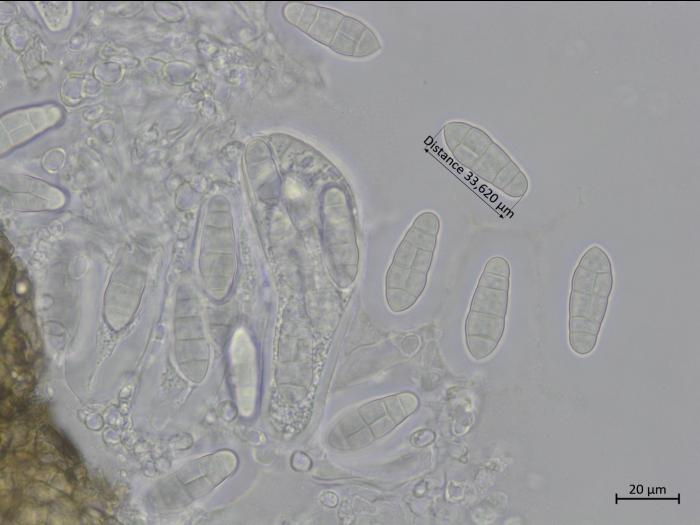 Leptosphaerulina sp. 