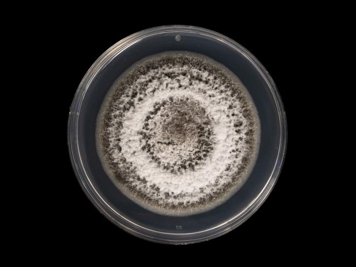  Alternaria_alternata_4 