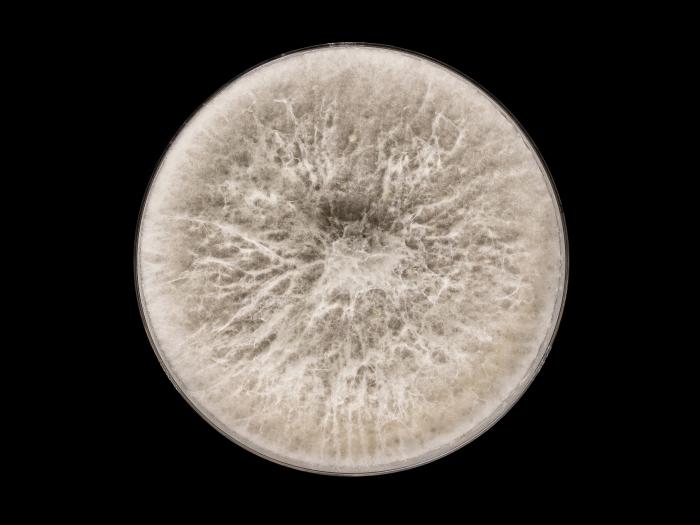 Botryosphaeria_dothidea_5