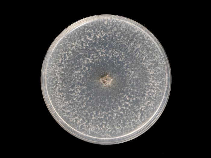 Botryosphaeria_dothidea_10