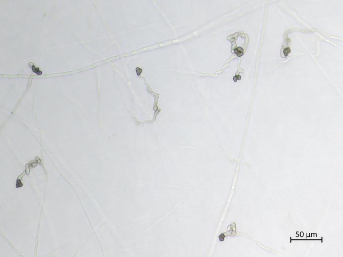 Colletotrichum_coccodes_1