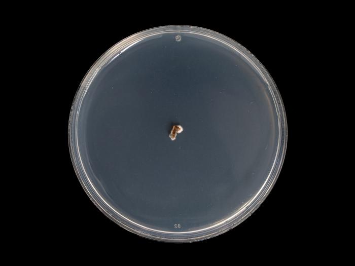 Diplocarpon_fragariae_4