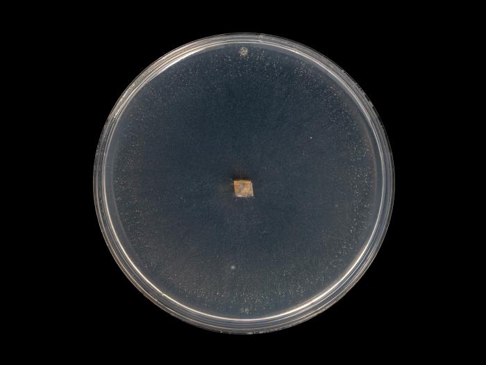 Fusarium_sambucinum_5