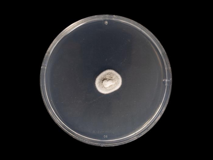 Helminthosporium_solani_2