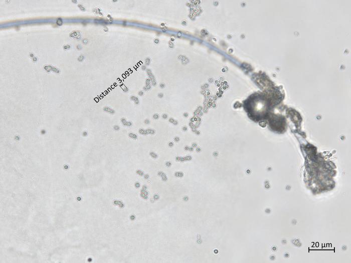Penicillium_olsonii_8