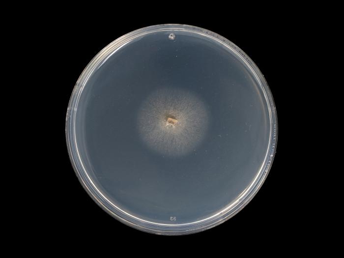 Phaeoacremonium_minimum_5