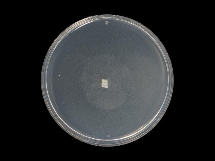 Phytophthora_cactorum_9