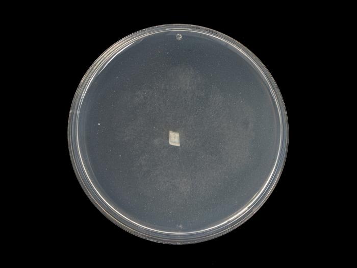Phytophthora_cactorum_10