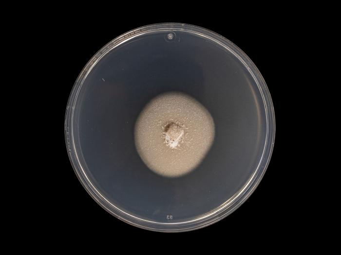 Plectosphaerella_cucumerina_6