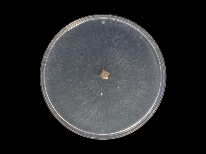 Rhizoctonia_solani_11