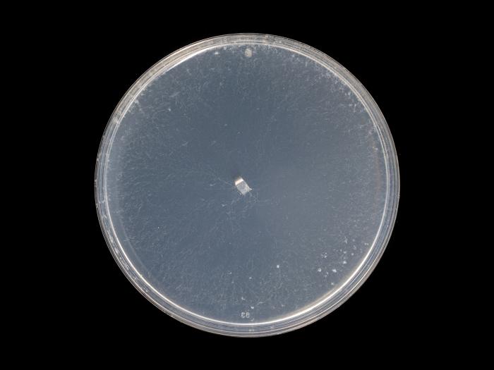 Sclerotinia_sclerotiorum_8