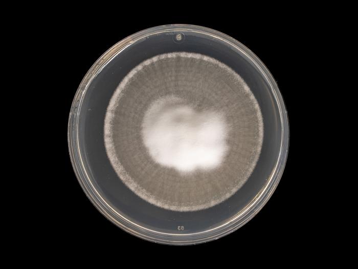 Verticillium_dahliae_7