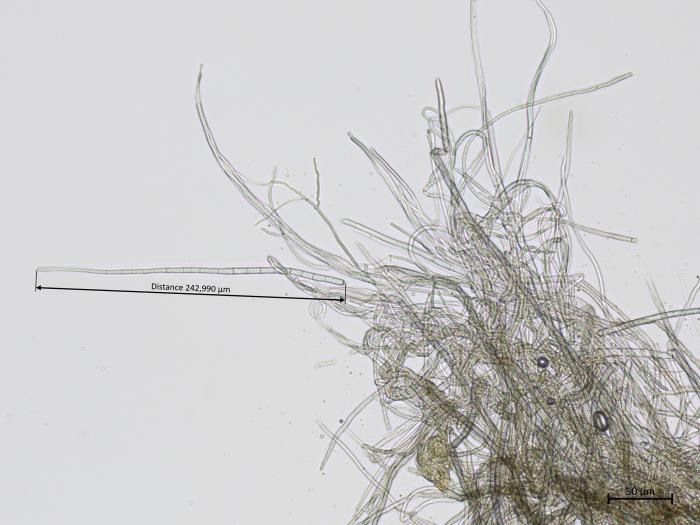 Cercospora_sp_1