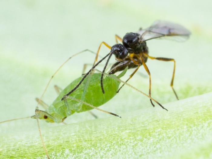 Aphidius ervi