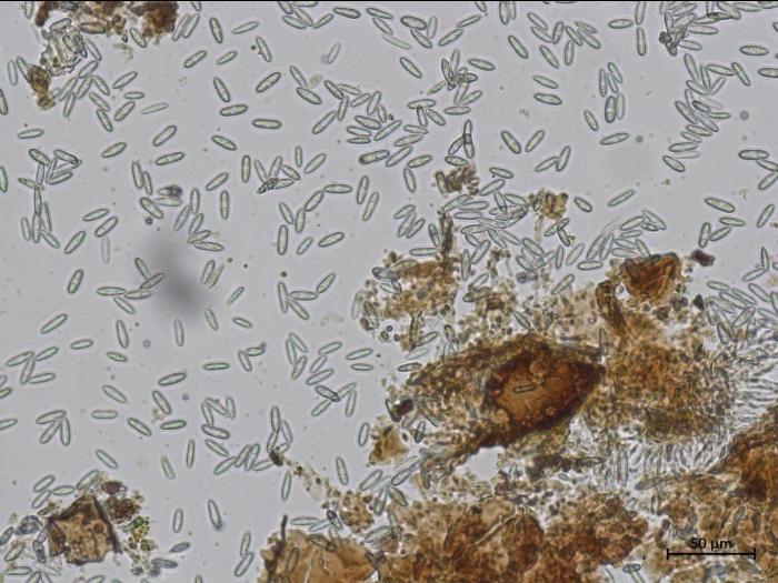 Colletotrichum_sp_6
