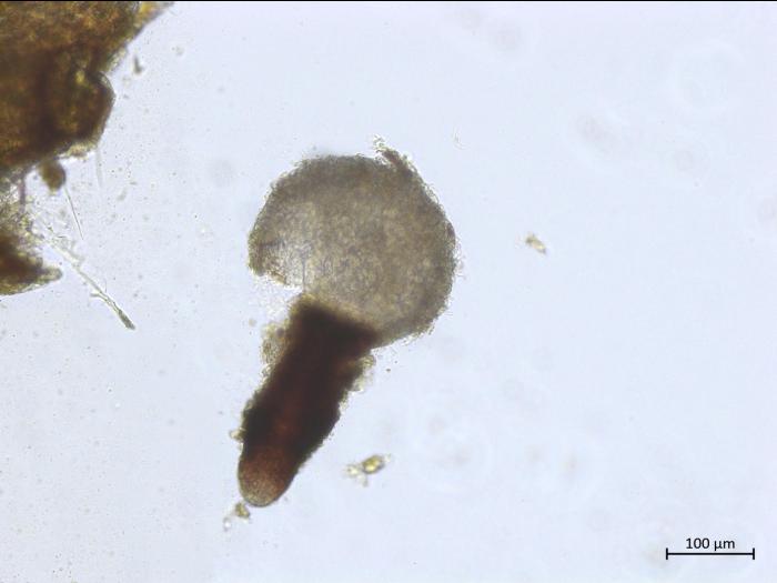 Diaporthe_sp_2