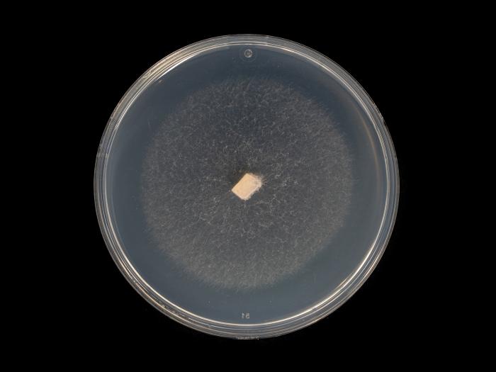 Neocosmospora_phaseoli_4