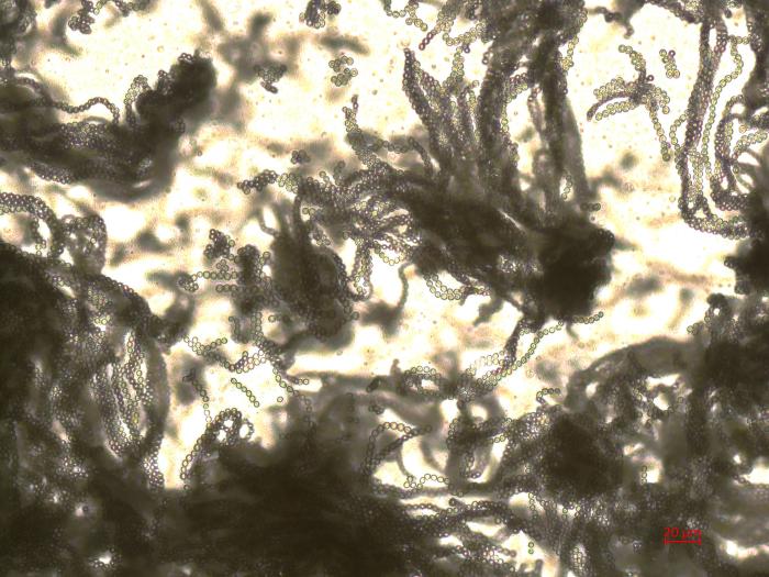 Penicillium_sp_1