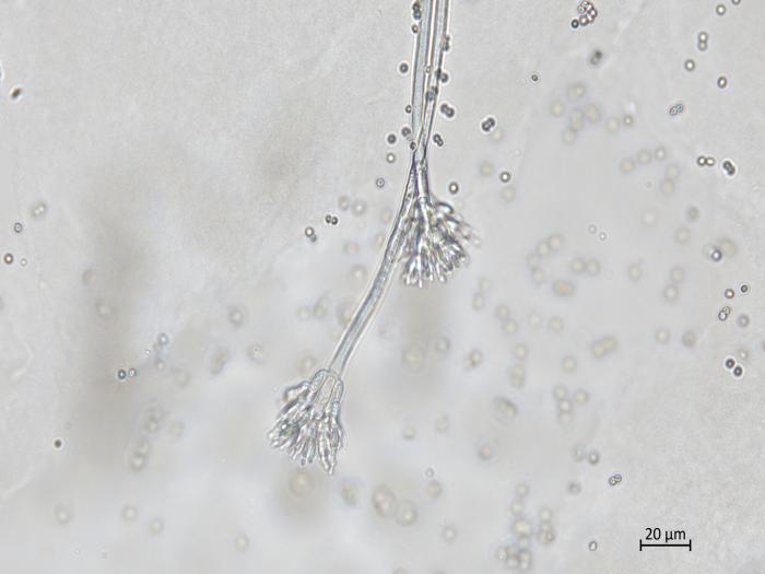 Penicillium_sp_2