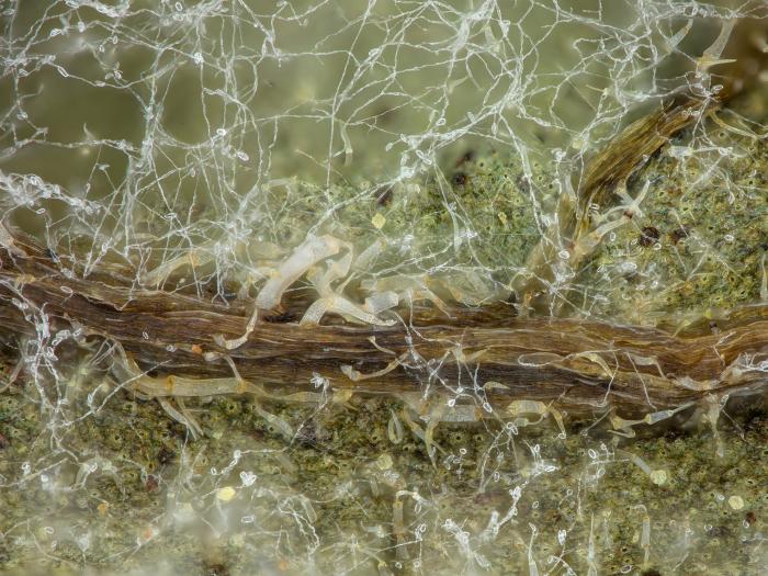 Phytophthora_infestans_5