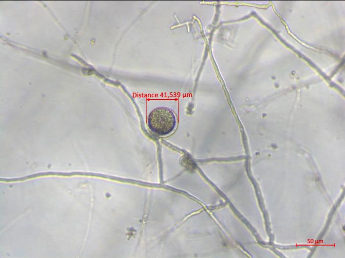 Phytophthora_sojae_3