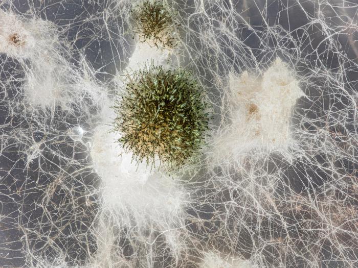 Pyrenophora_sp_1