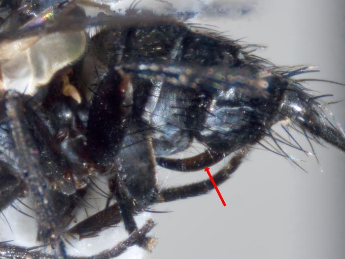 Celatoria setosa