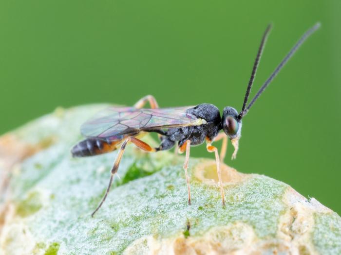 Diadegma insulare