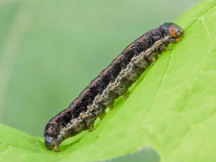 Légionnaire noire (Actebia fennica)